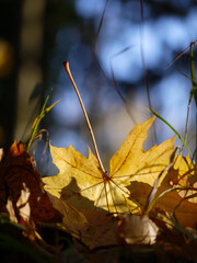 Fallen autumn yellow maple leaves on the ground close up in sunlight with blurred background