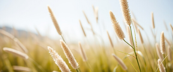 Sticker - Close-up of Fluffy Grass Seeds in a Field