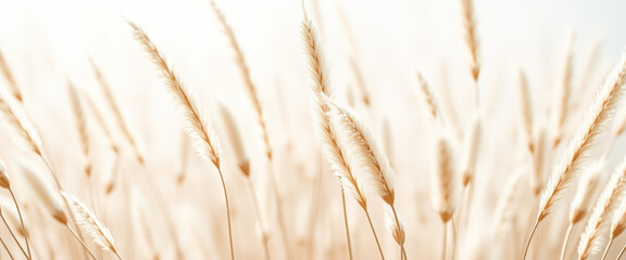 Wall Mural - Delicate Beige Pampas Grass Against a Soft White Background