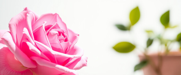 Canvas Print - Close-up of a Delicate Pink Rose Petal