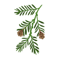 vector drawing branch of coastal redwood tree with green leaves and cones, sequoia sempervirens isol