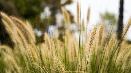 Green bristlegrass