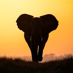 Sticker - Silhouette of an elephant walking towards the sunset.