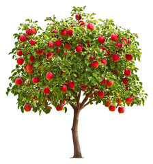 Abundant apple tree laden with ripe red fruit in bright sunlight isolated on transparent background