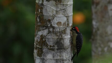 Wall Mural - woodpecker from costa rica, black-cheeked woodpecker, melanerpes pucherani, sitting on the tree trun