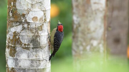 Wall Mural - Woodpecker from Costa Rica, Black-cheeked Woodpecker, Melanerpes pucherani, sitting on the tree trunk with nesting hole, bird in the nature habitat, Costa Rica. Birdwatching in South America.