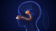 © jitendra jadhav - Olfactory sensory nerve pathway for smell detection