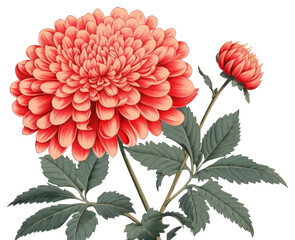 Ukiyo-e art print style pink flower asteraceae blossom dahlia.