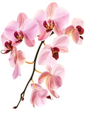 Fototapeta Storczyk - Delicate pink orchids blooming in a natural display of beauty isolated on transparent background