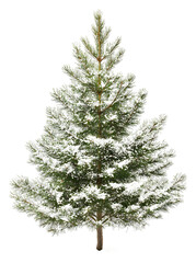 Wall Mural - snow-covered evergreen tree stands alone in winter landscape isolated on transparent background