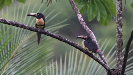 Wall Mural - costa rica wildlife. collared aracari, pteroglossus torquatus, bird with big bill. bird sitting on t