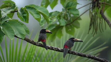 Wall Mural - Costa Rica wildlife. Collared Aracari, Pteroglossus torquatus, bird with big bill. Bird sitting on the branch in the forest, Guatemala forest. Nature travel in central America. Small toucan open bill.