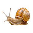 © MD AYNUL HAQUE - snail on isolated transparent background, snail, shell, animal, slow, isolated, garden, nature, white, slimy, brown, closeup, helix, garden snail, inverebrate, nnnfood, spiral, slime, pest.