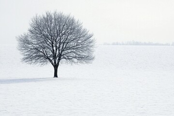 Wall Mural - A lone tree in a vast, open field of pure white snow 