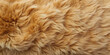 © Selene Studio - Soft and fluffy bear fur texture for backgrounds and designs, bear, fur, texture, soft, fluffy, animal, wildlife, natural
