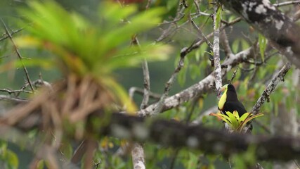 Wall Mural - costa rica wildlife, tucan on tree branch. keel-billed toucan, ramphastos sulfuratus, bird with big 