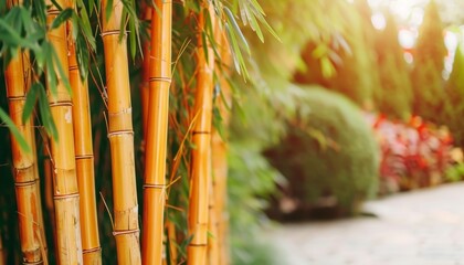 Wall Mural - Golden Bamboo Stalks in a Lush Garden Setting, Natural Background with Selective Focus.