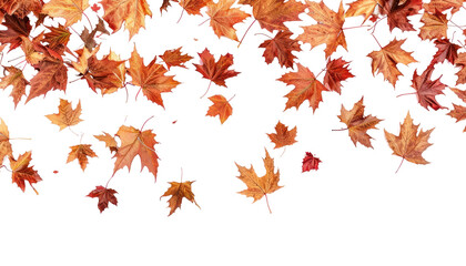 Wall Mural - Autumn leaves scattered on white