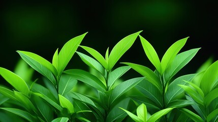 Canvas Print - Lush Green Leaves with Dark Background