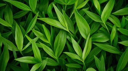 Canvas Print - Lush Green Foliage Texture