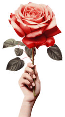 Poster - PNG Hand holding rose flower pattern plant.