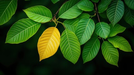 Poster - Yellow Leaf Among Green Leaves on a Branch