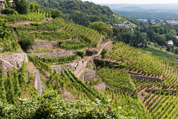 Green fresh vineyard in Radebeul. Saxony. Germany