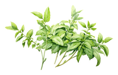 Poster - PNG Arabian herbs plant leaf white background.