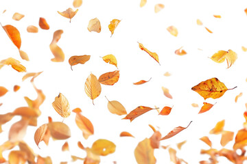 Poster - PNG Leaves backgrounds plant petal.