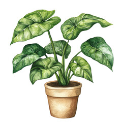 Isolated Watercolor Illustration of philodendron or scindapsus plant in a Pot with Green Leaves