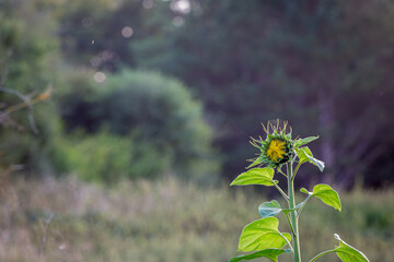 Evening sunset on Salisbury plain in a field full of sunflowers or helianthus annuus, Image shows a beautiful sunset illuminating a Sunflower bud currently in it's reproductive phase ready to bloom