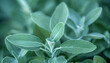 © Oleksiy - Salvia officinalis. Clary Sage natural green leaves macro background plant photography