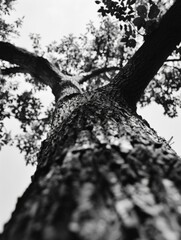 Close up of bark texture on tree branch.