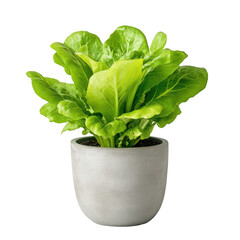 A vibrant green lettuce plant in a simple gray pot, symbolizing fresh produce and gardening.