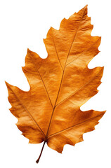 Poster - PNG Dried oak leaf plant tree fragility.