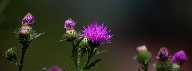 Wall Mural - Milk thistle flower on a green background