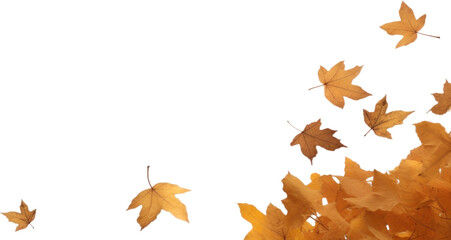 Poster - PNG Autumn leaves backgrounds plant maple.