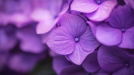 Sticker - Purple Hydrangea Close-up