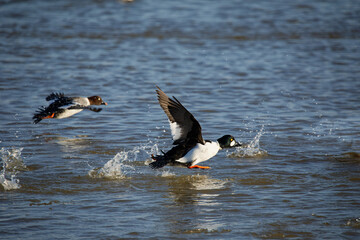 Canvas Print - The common goldeneye (Bucephala clangula) on the Manitowoc river during migration in Wisconsin.