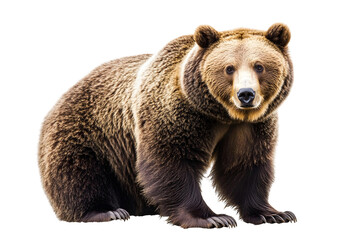 brown bear isolated on transparent background