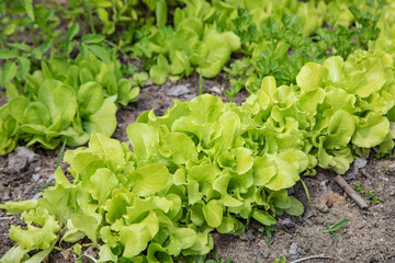 Lettuce plant in house