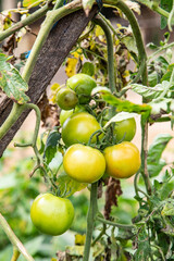 Tomato plant in house