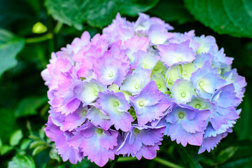 Magenta pink hydrangea macrophylla or hortensia shrub in full bloom in a flower pot, with fresh green leaves in the background, in a garden in a sunny summer day.