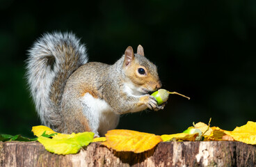 Wall Mural - Portrait of a grey squirrel eating acorn on a tree stump in autumn