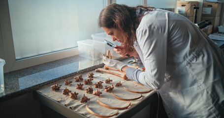 Female archaeologist or paleontologist studies bones of prehistoric extinct human skeleton with magnifying glass. Scientist works with specimen collection of fossil remains in archaeological lab.