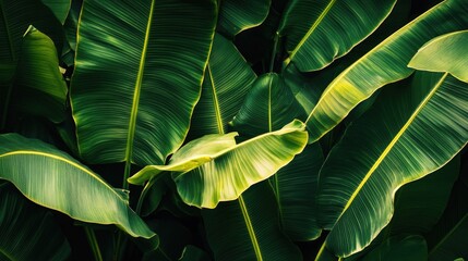 Canvas Print - Green Leaf Close Up