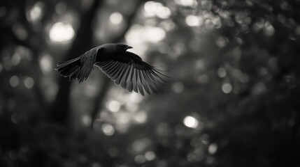 A black and white image of a bird in flight, showcasing its wings against a blurred background.