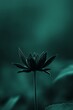 © StockUp - A solitary dark flower stands out in sharp focus against a subdued, blurred background, creating an artistic, moody scene.