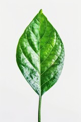 Wall Mural - A single green leaf sits on a white background