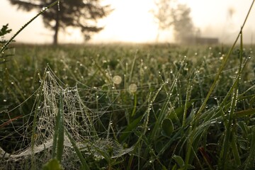 Wall Mural - green grass with morning dew drops and cobweb outdoors, closeup